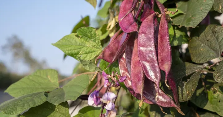 种豆角浇水要遵循什么原则，多少天浇一次比较合理？