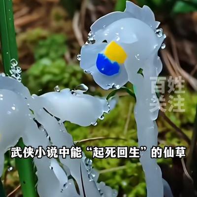 汐汐：湖南邵阳的一公园， 居然发现了40