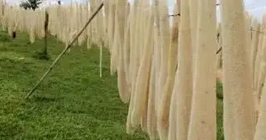 《丝瓜架下藏商机，乡村创业有奔头》