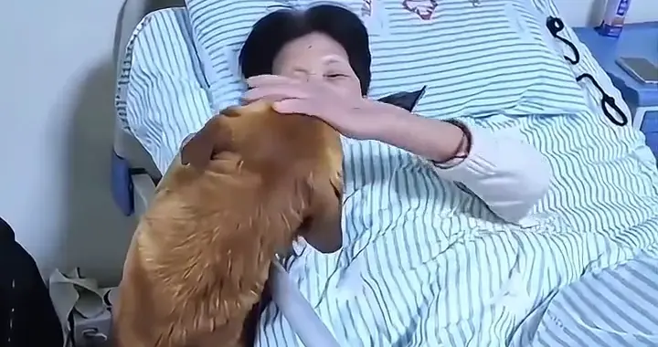 老人生病住院！田园犬奔赴千里探主，趴在老人身边那一刻太感人