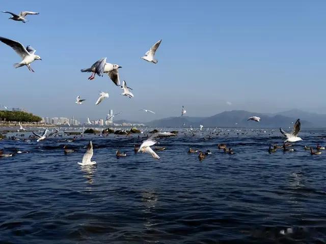 海鸥风景随手拍