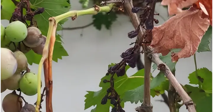 科学应对葡萄白腐病：危害评估与防治实践