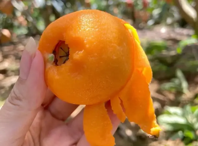 枇杷大量上市！建议：这3类人要少吃，原来吃枇杷也是有禁忌的