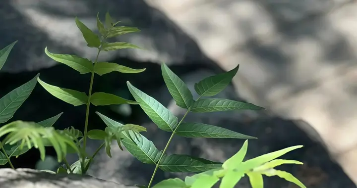 热不