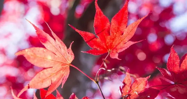 诗歌‖枫叶燃成诗行