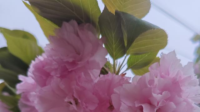 文元：   贪嗔痴为