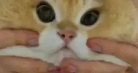 体检发现脂肪肝？别只说“少吃肉”，学会3招“赶走”它→