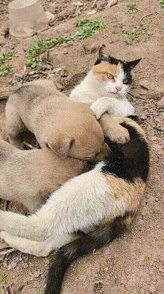 热心枫叶97：真的被眼前这一幕狠狠治愈了