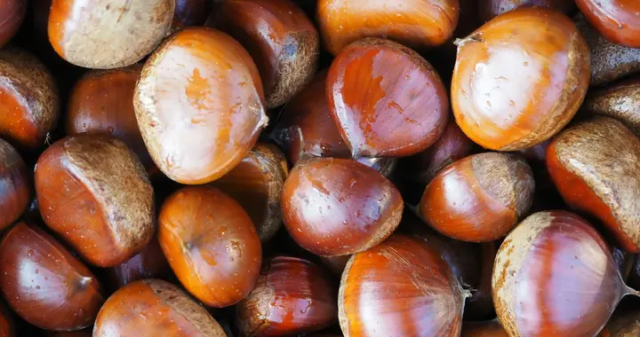 秋冬吃栗子别慌！网传 “相克” 都是坑，这样吃营养又解馋