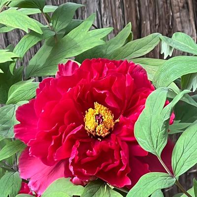 博览群书：牡丹花，真的是尽显富贵与美丽！