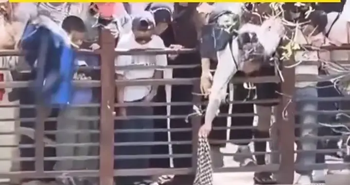 女子用衣服当救援绳！公园救落水母子，这才是真·平民英雄