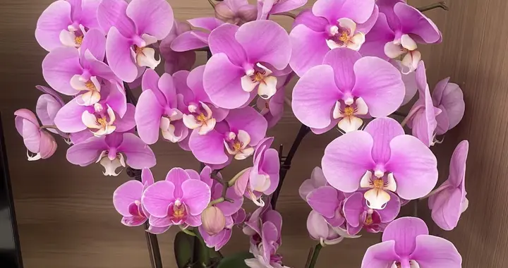 最适合阳台养的十种花，不怕闷、不怕阴，越阴越开花，一开小半年