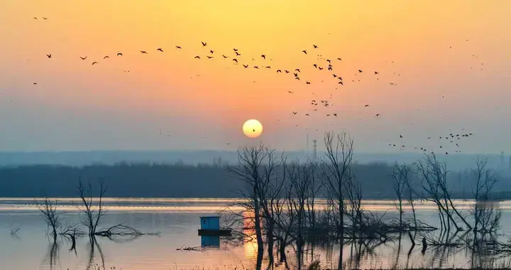 暮色苍茫鸟群飞，万千鸬鹚林中归