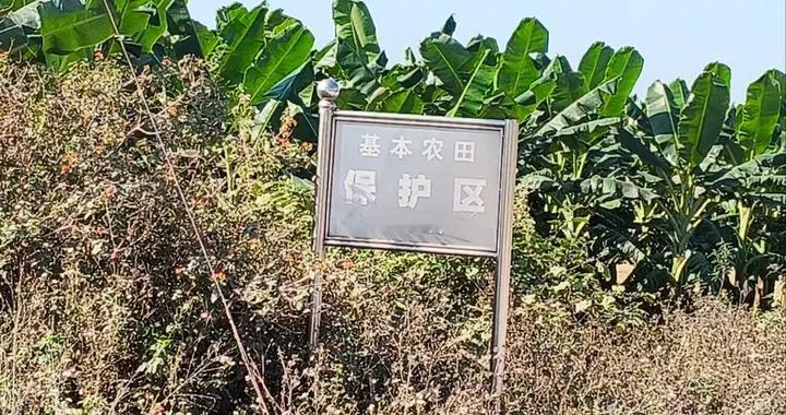 农田用来种草皮、鱼塘用来堆建材？多方回应：不清楚、不知道