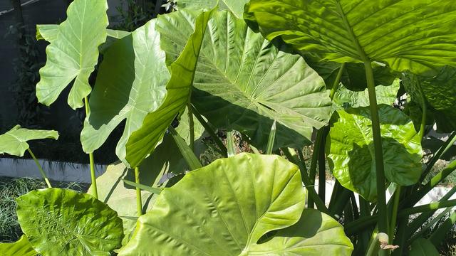 多才小鱼0：我弟弟在一家软件公司上班 月