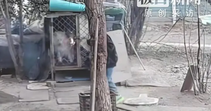 人性之恶！一小男孩用烟花烧宠物狗，最后竟直接把狗给火火烧死！