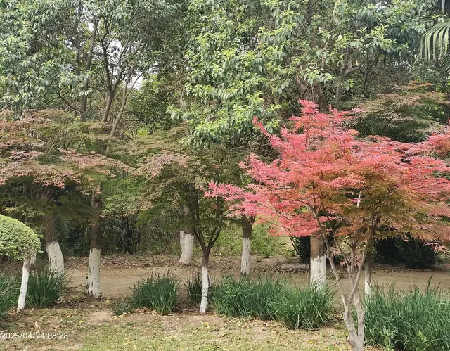 荒野寻枫