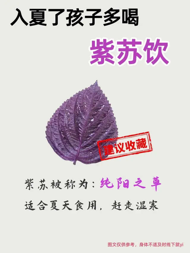 为什么紫苏被称为纯阳之草？夏日孩子多喝紫苏饮有奇效！