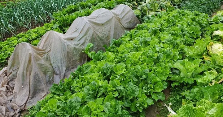 能摘叶子吃的三种蔬菜，种一茬吃一季度，根本吃不完