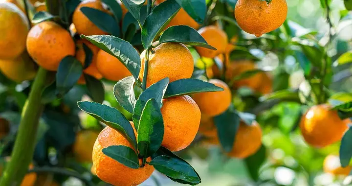 如何预防柑橘大小年呢?