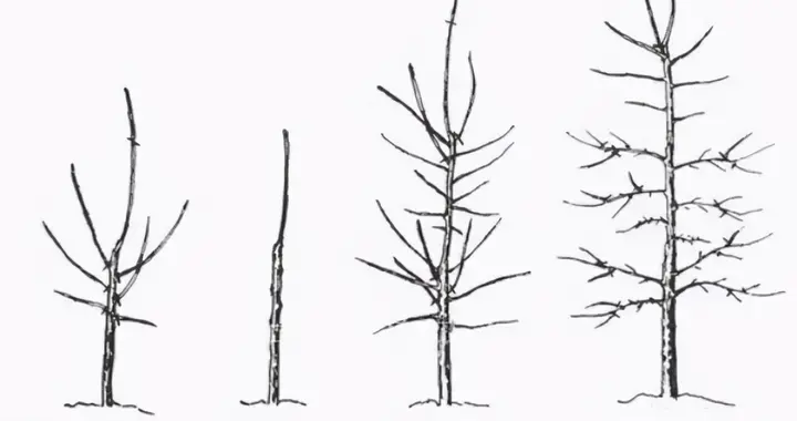 树形决定产量！图文并茂，超级实用的果树修剪技术！