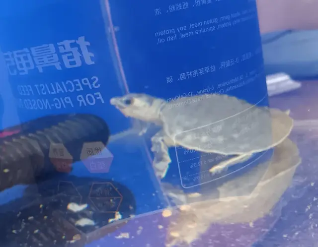 最难伺候的水中宠物，猪鼻龟，友情提示一定要持证饲养