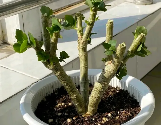 五一过后，给6种花要砍头，修剪越狠，枝叶越容易窜爆盆！