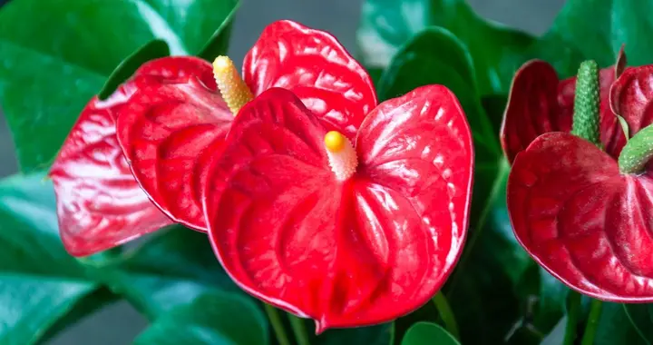 红掌过冬别乱养！避开5坑，冒新芽开爆盆！