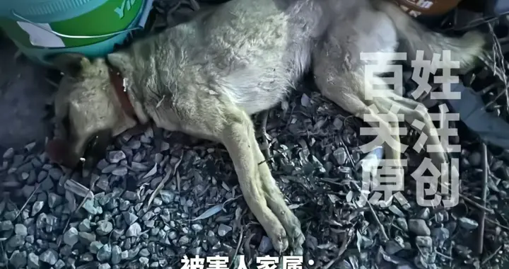 一条狗引发的命案后续：案发当晚视频曝光，律师透露一审重大进展