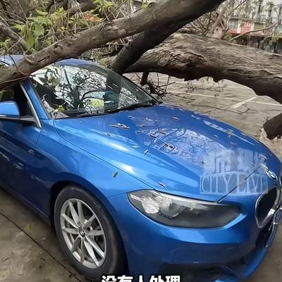 墨染锦年：江西南昌：车停路边被大树砸坏