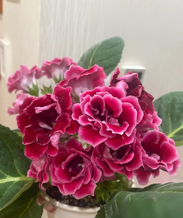 温度越高，这7种花越不能常浇水，小心浇1盆烂1棵！