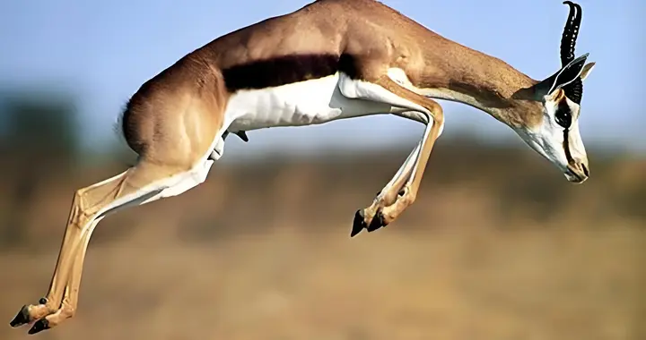 中国瞪羚，闯过“创业死亡谷”？