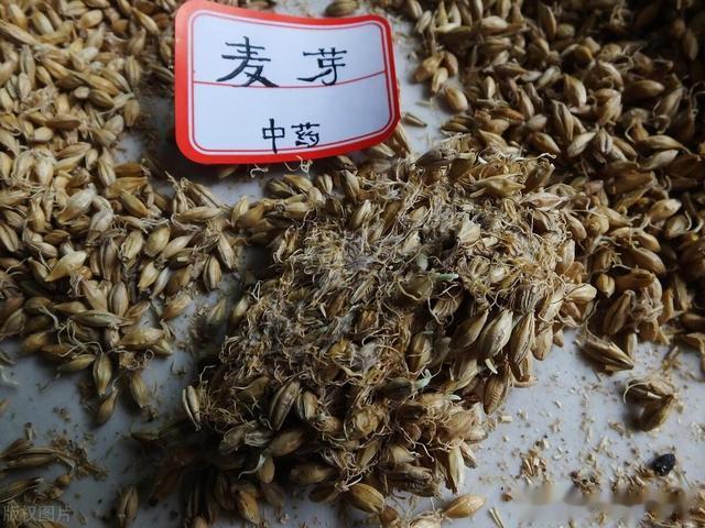 “麦芽”成为重点关注对象！它有5个功效，很多人不知道