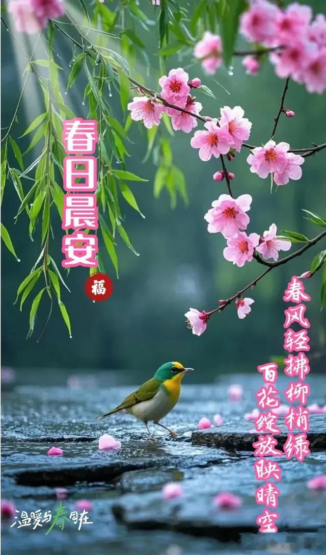 早安心语:春风轻拂柳稍缘绿，百花绽放映晴空，春日晨安！