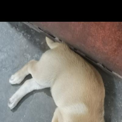 风物长宜放眼量：好狗