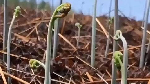 草原追野兔的猎手：春日山野珍味，鲜嫩蕨菜