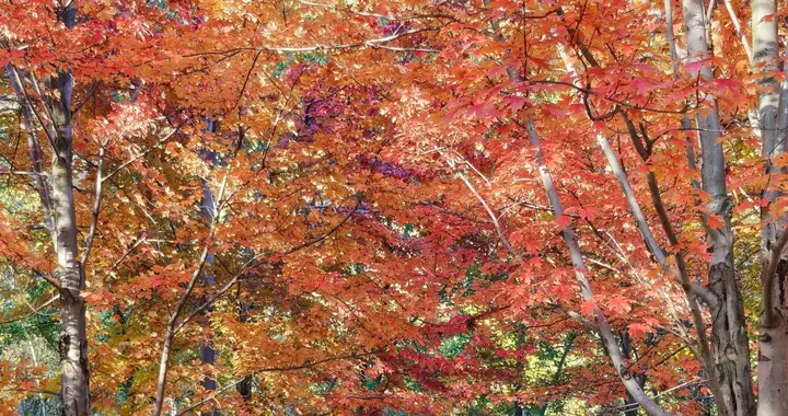 公交直达，大连这个免费公园枫叶正当时，赏秋好地方