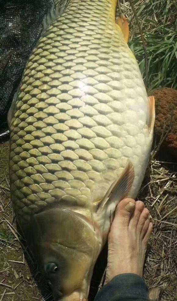 夏季野钓要找这种树，下面全是大物，钓一条吹一年