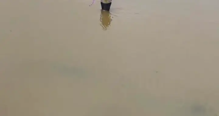 养蛇的亏几十万种花的泡了地，横州这笔账谁来算