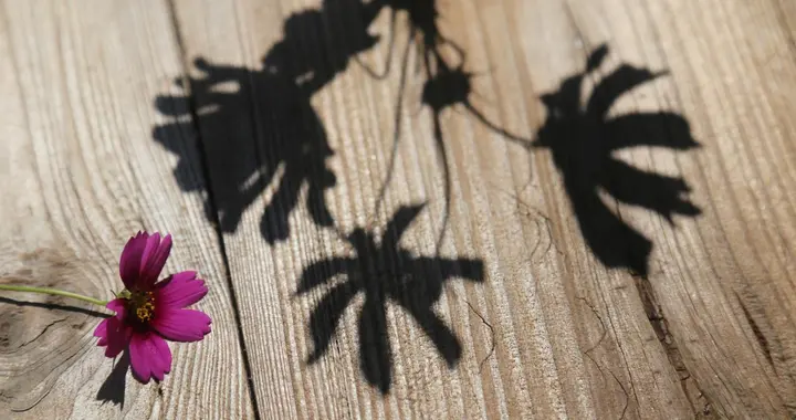 他竟然让人扫花影，闹啥啊