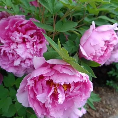 优美漂流瓶阳阳