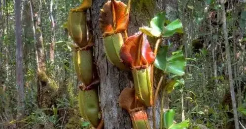 探秘世界：最毒的花与草，远离这些有毒的小草小花，以免被伤害。