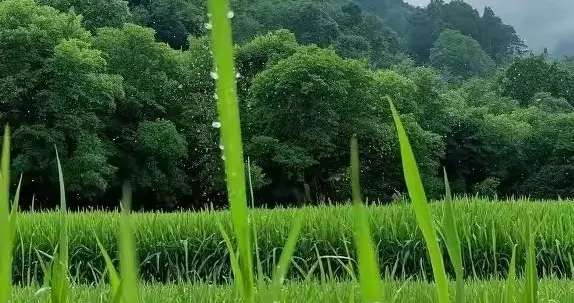 最觉醒的活法：当下即是最好，孤独即是天堂，活着即是福气