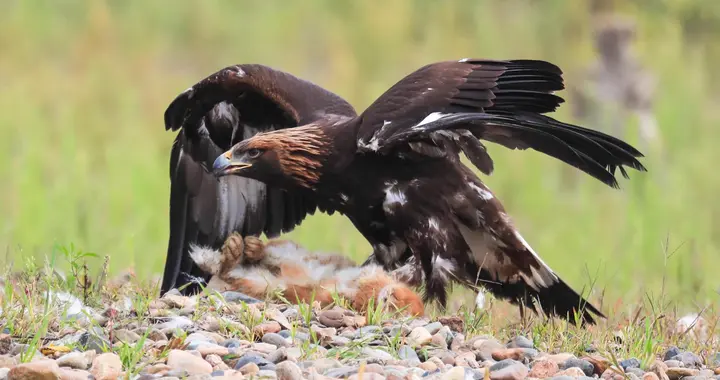 一只就判刑！2014年四川男子帮人宰杀保护动物，发朋友圈炫耀被抓