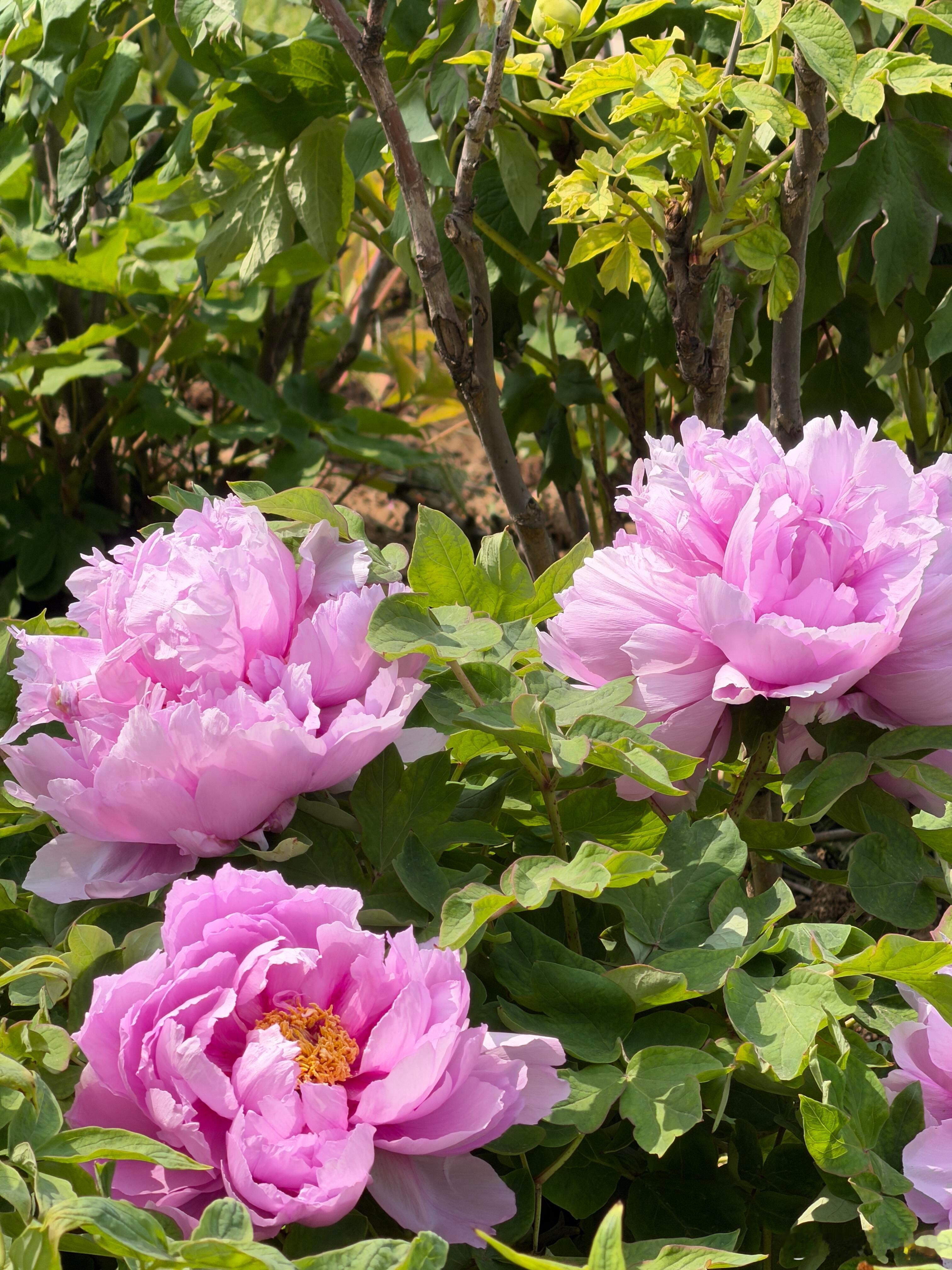 不用去洛阳，合肥园博园牡丹园，赴一场国色天香之约。园博园牡丹园进入全盛...