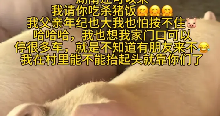湖南灿灿子刨猪饭后续：小号直播要礼物被禁，准备19头猪恐成笑话