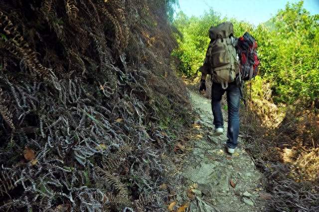 贵州男子爬山发现“黑风梢”, 长5米趴树上晒太阳, 拍照后立刻绕行