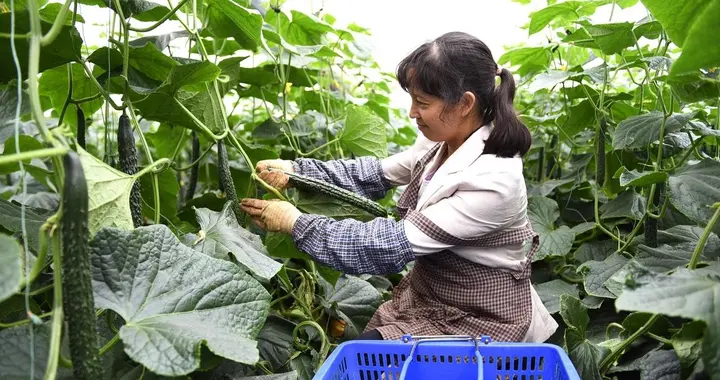 黄瓜、南瓜、丝瓜、苦瓜化瓜是啥原因？如何解决？记住这些方法
