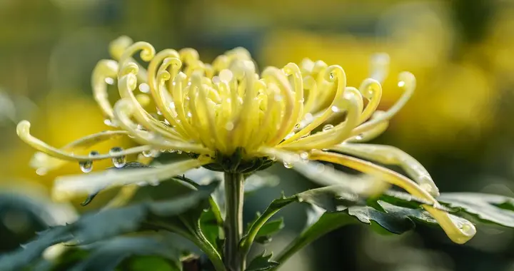 刘殿才 | 掬月话菊