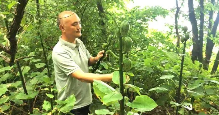 全球仅中国有！湖北大薤山发现21株"奇草"，景区紧急启动专项保护